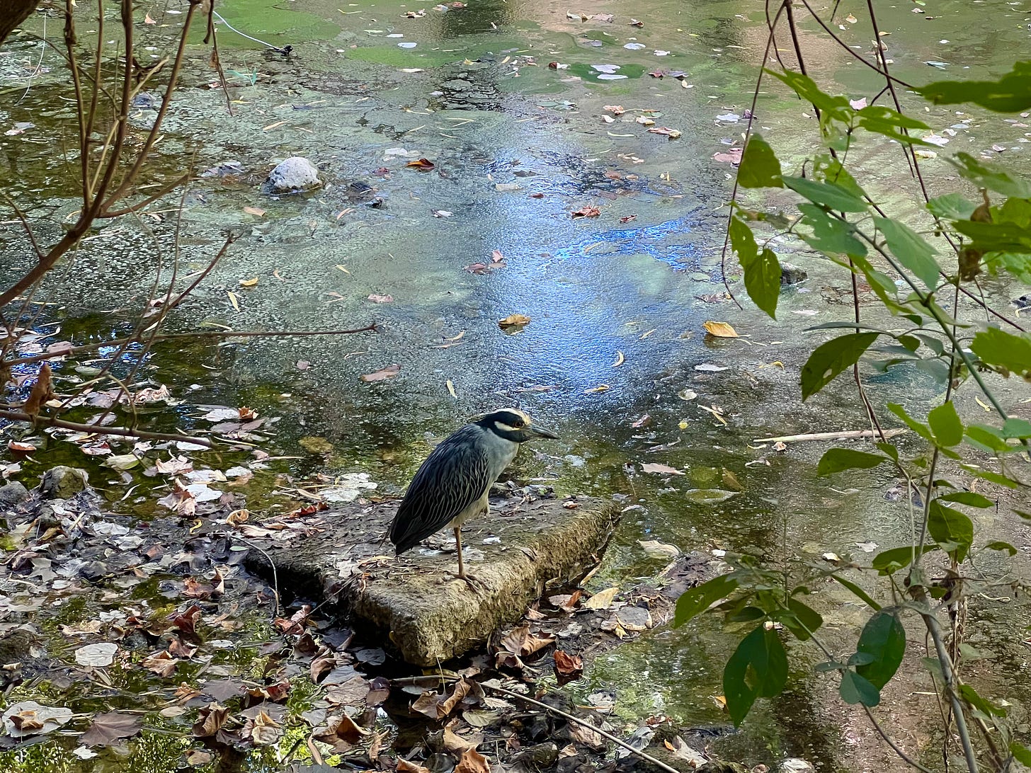 Yellow-crowned night heron in dirty urban creek