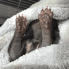 Is The Pope Catholic? Tabs, Thurs., April 16, 2026