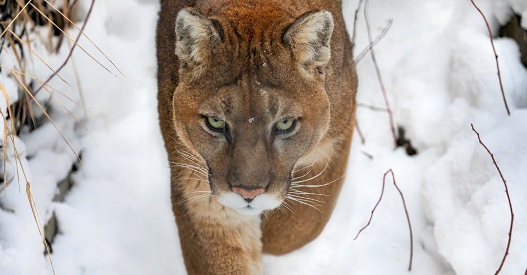 a lion walking through the snow a lion walking through the snow