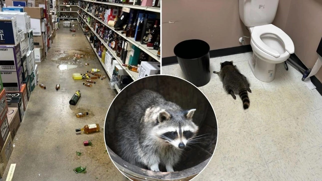 The Viral Drunk Raccoon From Virginia Is A Repeat Offender