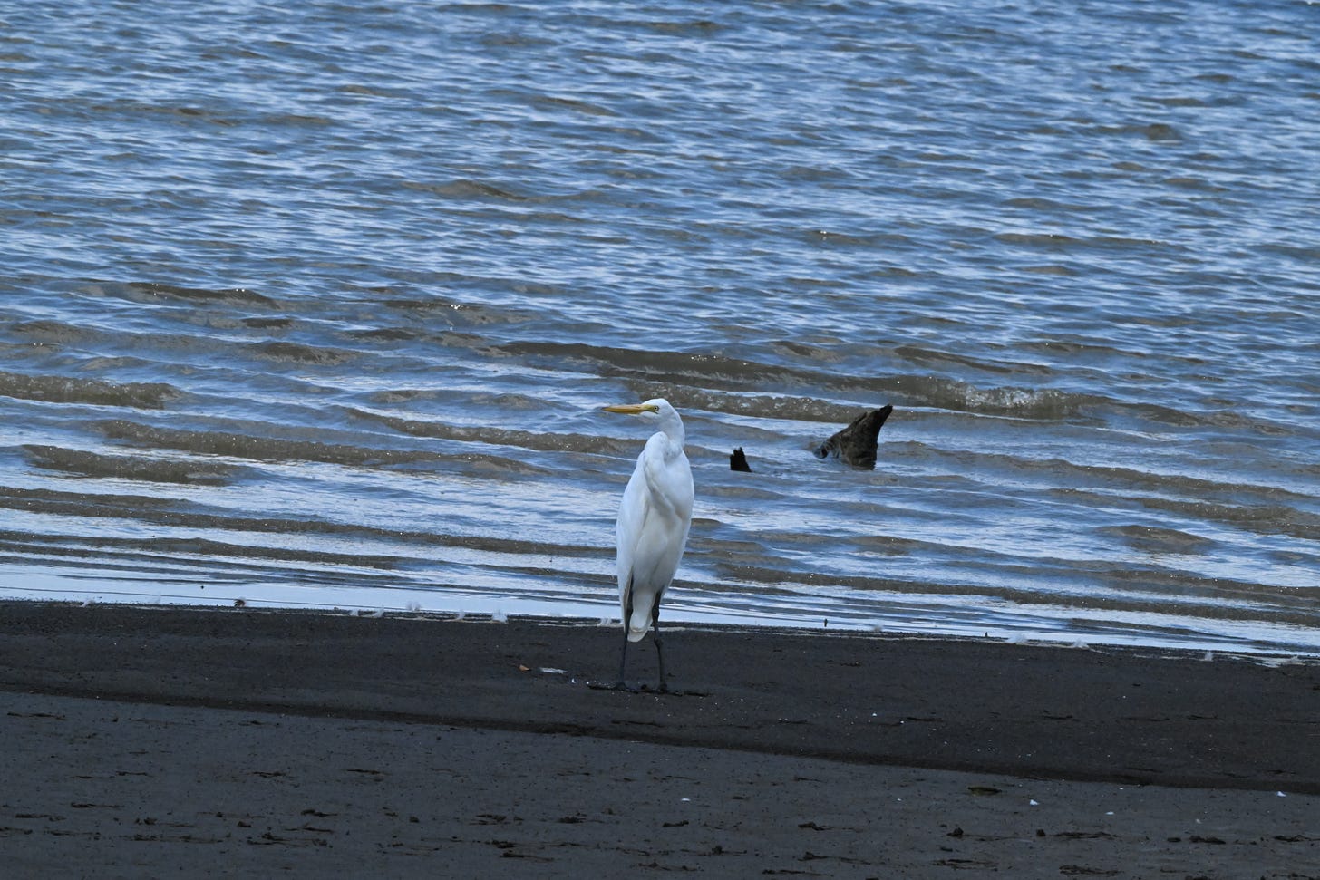Large white water bird with yellow beak and black legs stands on wet sand or mud in front of rippled grey-blue water.