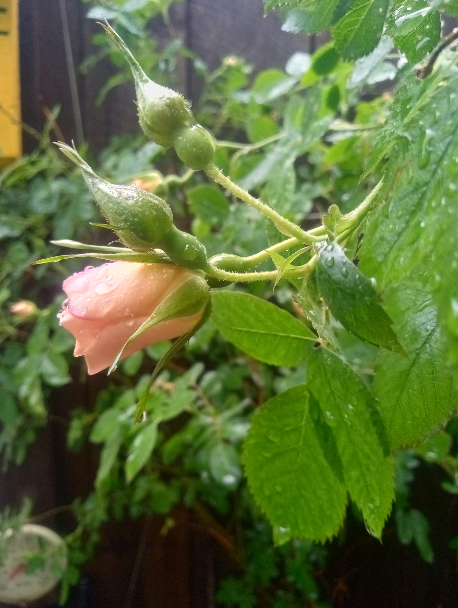 An apricot-colored rose blossom hangs delicately amongst green foliage, dripping with glistening raindrops. 