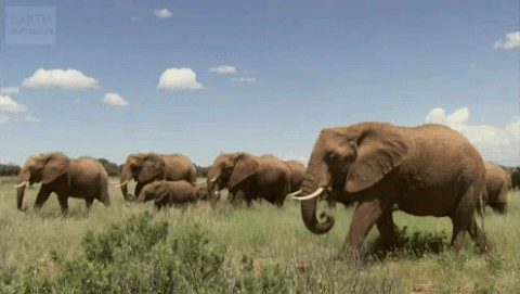 This may contain: a herd of elephants walking across a lush green field under a blue sky with clouds This may contain: a herd of elephants walking across a lush green field under a blue sky with clouds