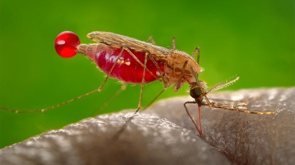 About Malaria | Malaria | CDC About Malaria | Malaria | CDC