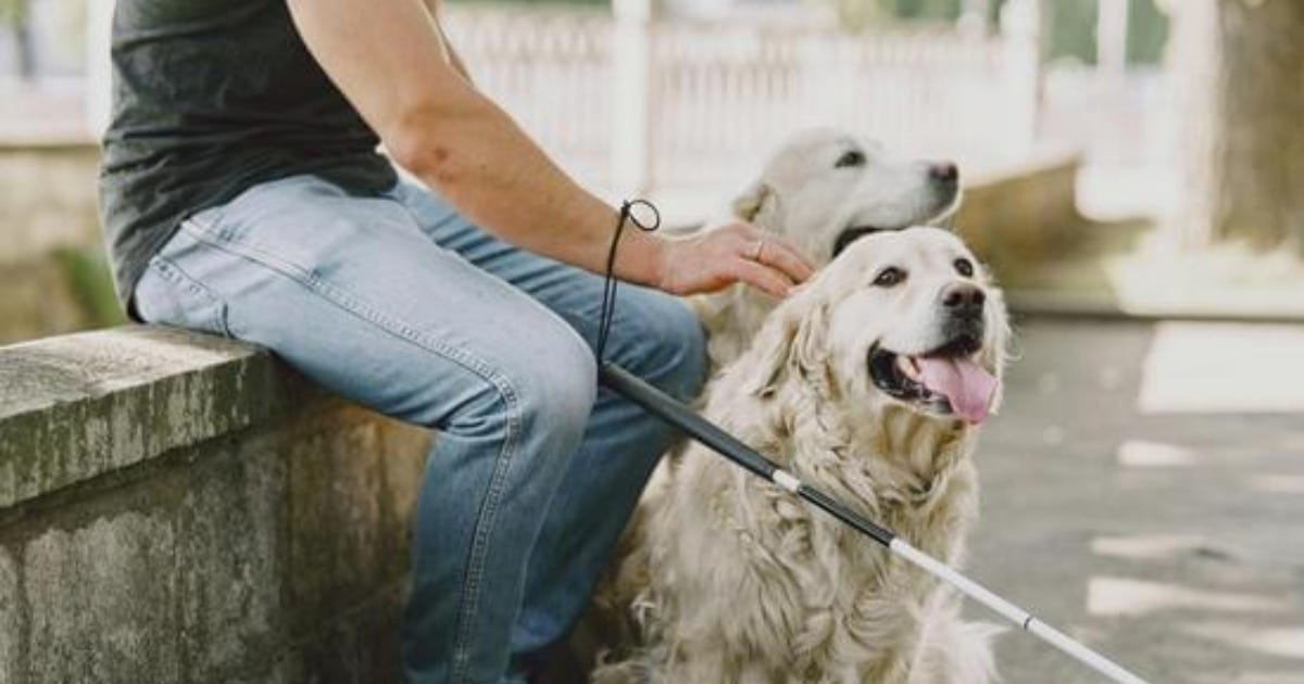 A person in jeans and a dark T-shirt sits on a low stone wall with a white cane looped around their wrist. They rest a hand on the head of a fluffy cream-coloured golden retriever, which sits beside them with its tongue out, looking happy. A second light-coloured dog sits just behind. The background is a blurred, sunny outdoor path with a white fence. A person in jeans and a dark T-shirt sits on a low stone wall with a white cane looped around their wrist. They rest a hand on the head of a fluffy cream-coloured golden retriever, which sits beside them with its tongue out, looking happy. A second light-coloured dog sits just behind. The background is a blurred, sunny outdoor path with a white fence.