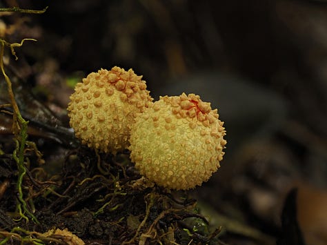 little white puffball mushrooms 