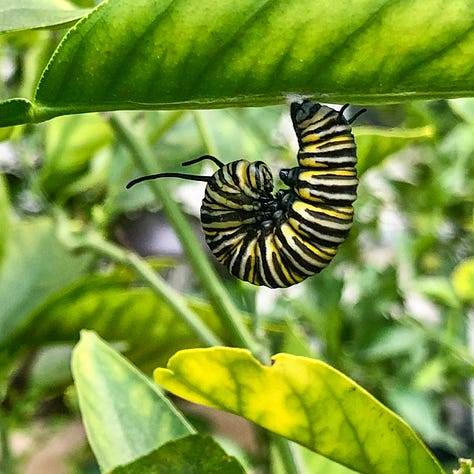 Pictures of caterpillers, chrysalis, and a newly hatched butterfly