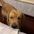 Jealous husband vs "Innocent" dog
