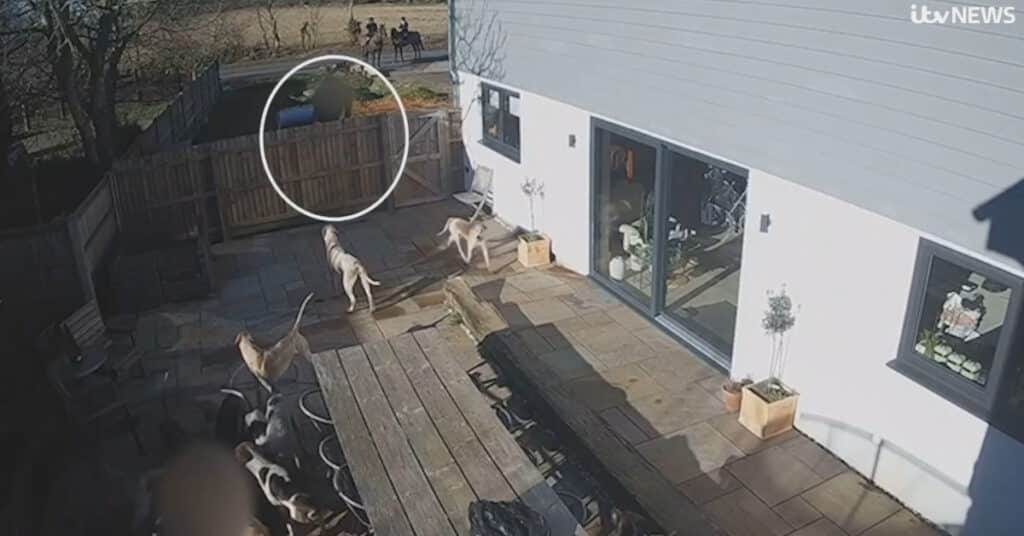 West Norfolk Foxhounds kill fox on patio West Norfolk Foxhounds kill fox on patio