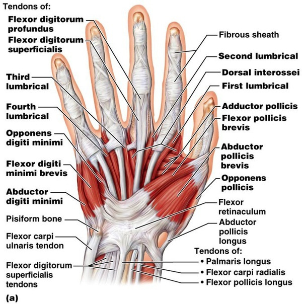 Can I have muscles in my hand? - Quora Can I have muscles in my hand? - Quora