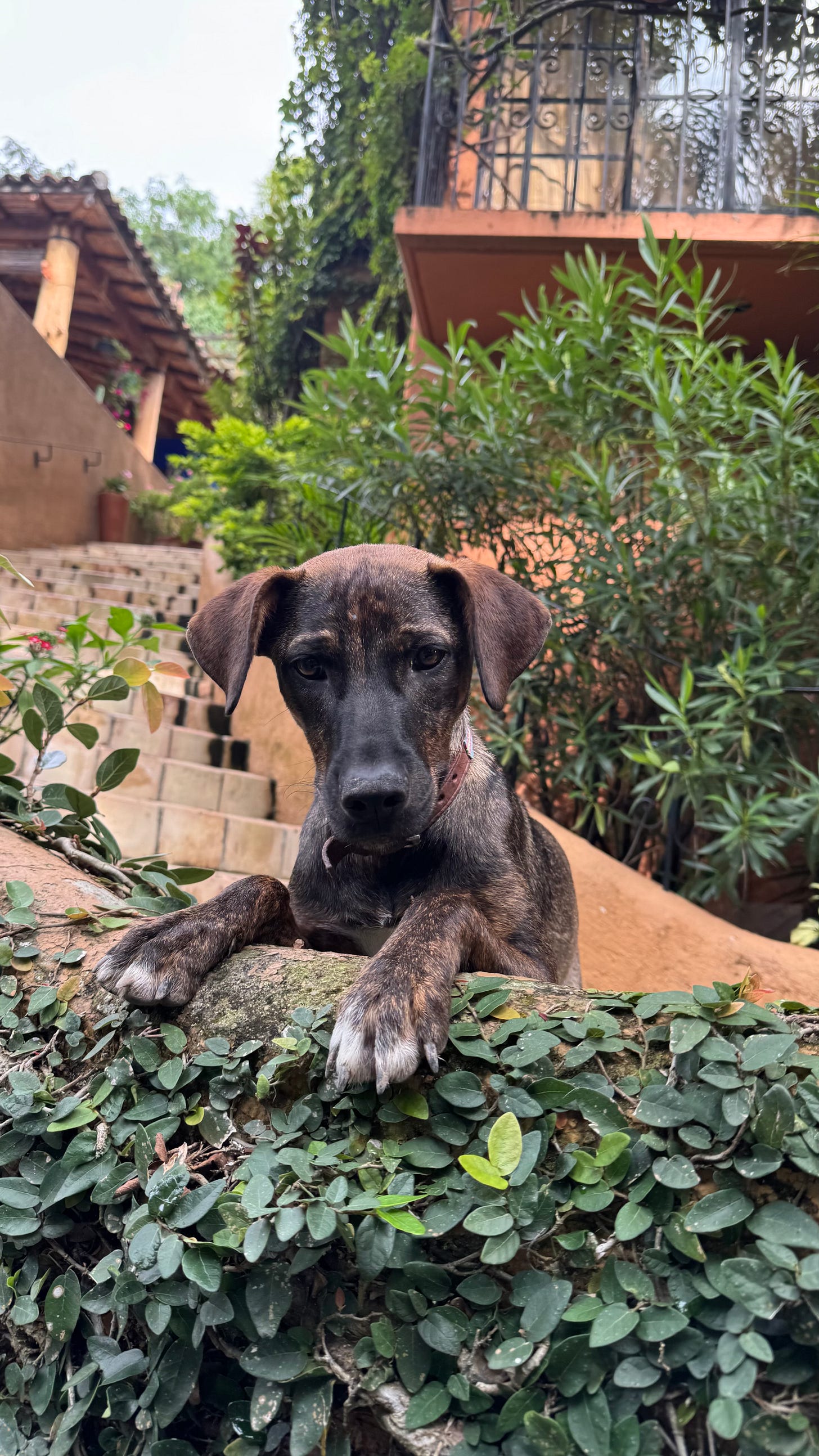 A dog looking over a wall.
