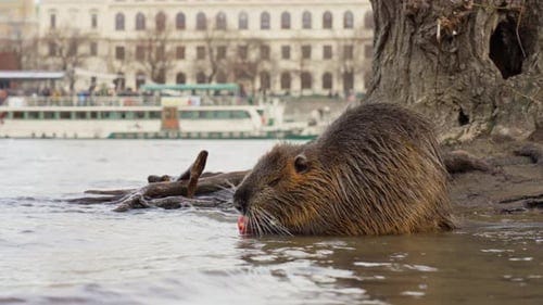 Capibara comiendo manzana en el agua a lo largo de la orilla del río en  Praga