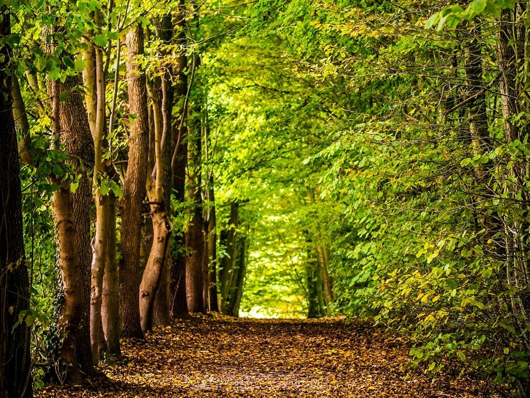 pathway between green trees - Les Bonnes Nouvelles du Vendredi 3 Octobre 2025 pathway between green trees - Les Bonnes Nouvelles du Vendredi 3 Octobre 2025