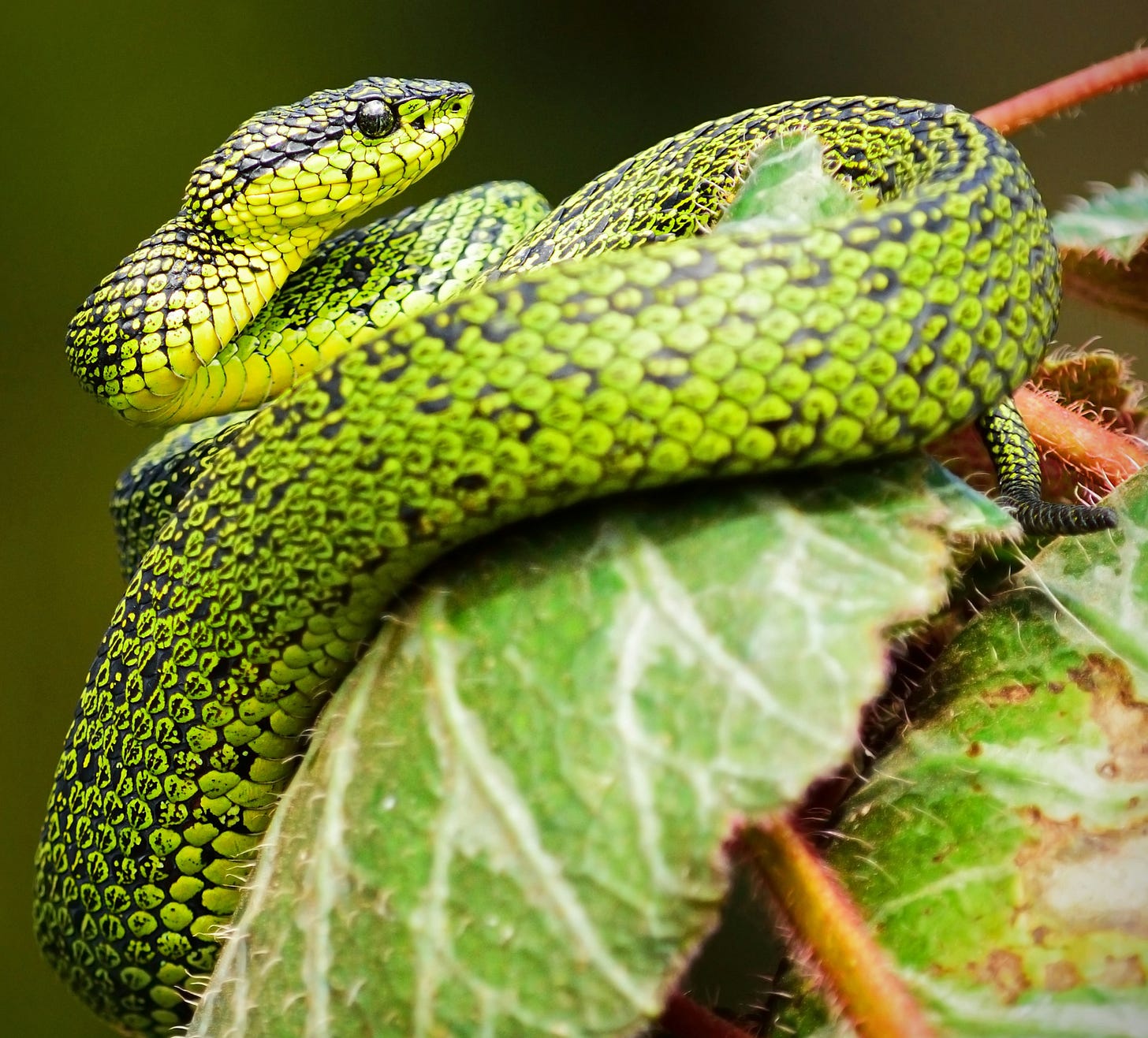 A snake on a leaf. A snake on a leaf.
