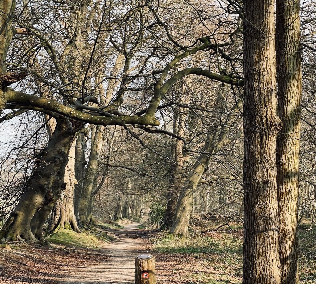 Avenue of trees Avenue of trees