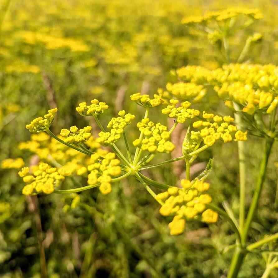 wild parsnip