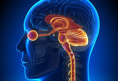 The Eye - Medika Life : Understanding Hiuman Anatomy