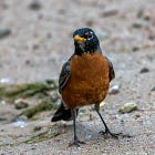 How Robins Got Their Name 