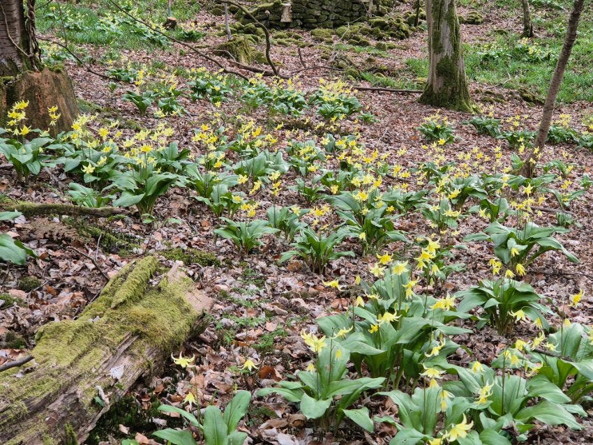 Erythronium Pagoda at Veddw Garden 
