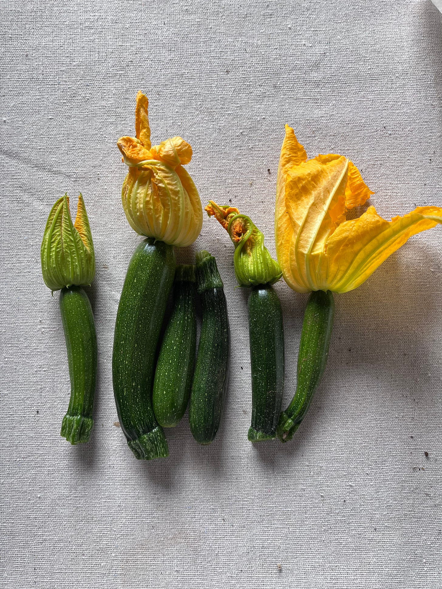 a row of baby zucchinis, some with flowers attached, on a white tablecloth.