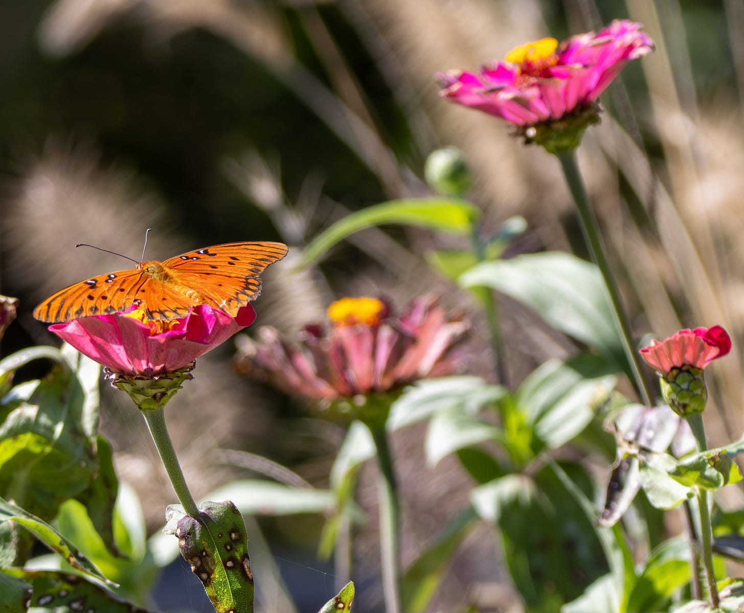 an orange butterfly (a gulf fritillary) on a fading zinnia