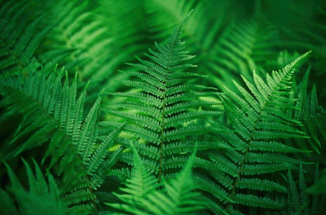 ferns image from Autism Resources Page ferns image from Autism Resources Page