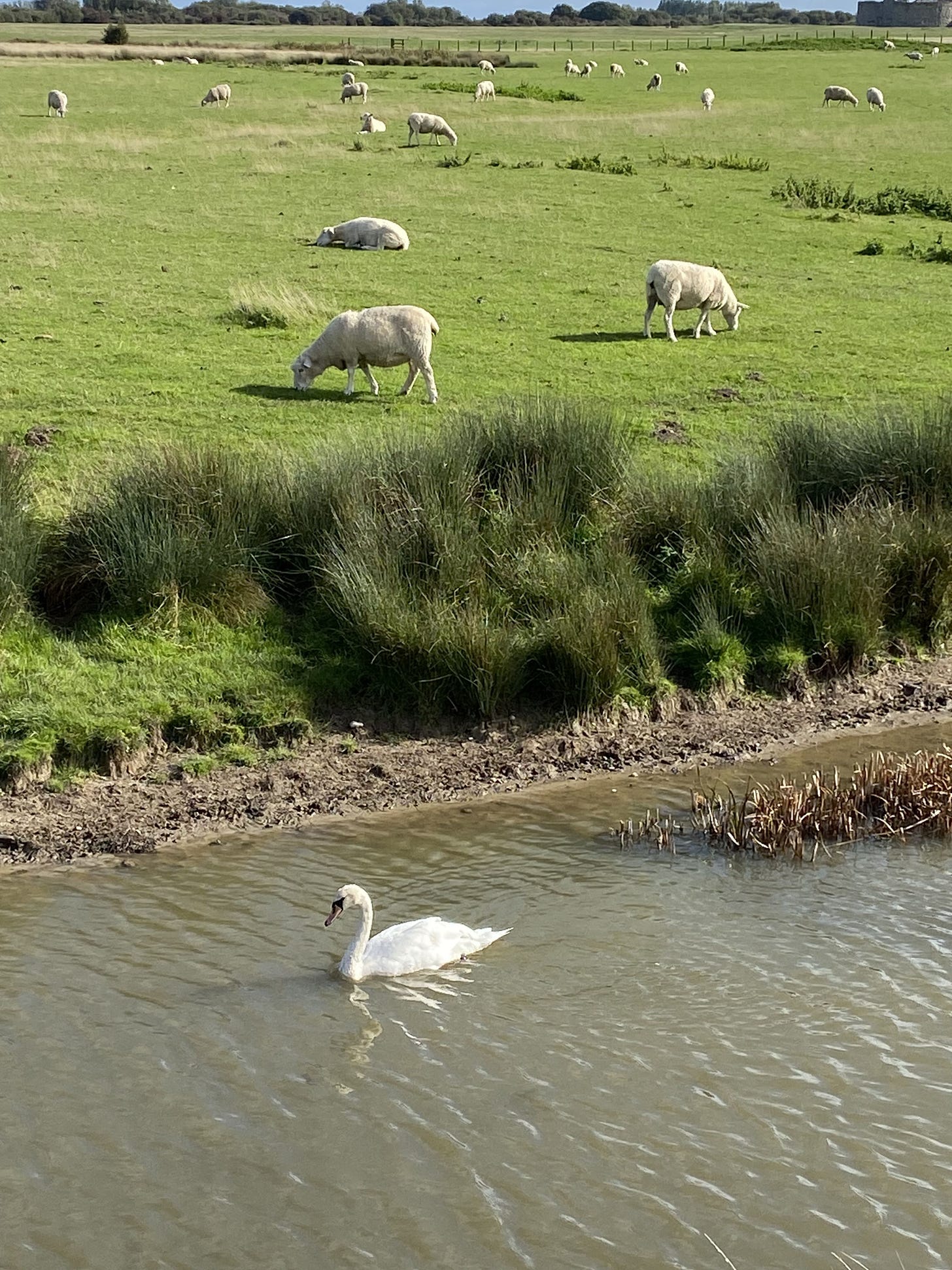 A swan floats in a waterway