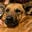 The First Foodog's avatar