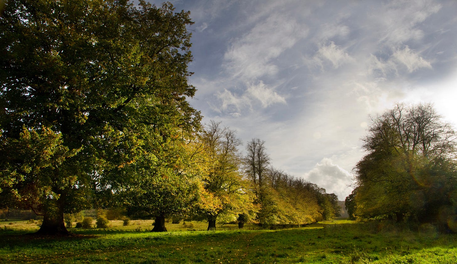 Looking up lime tree avenue in Tring Park