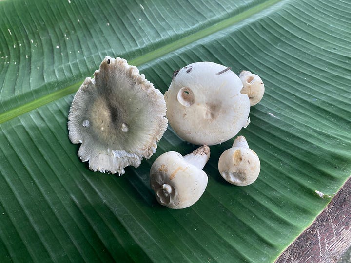 local Thai collecting mushrooms