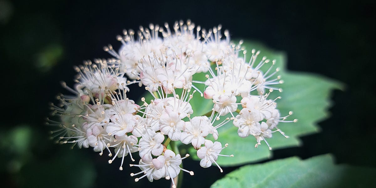 The Two Wolves Within - by Artimuscloudfox