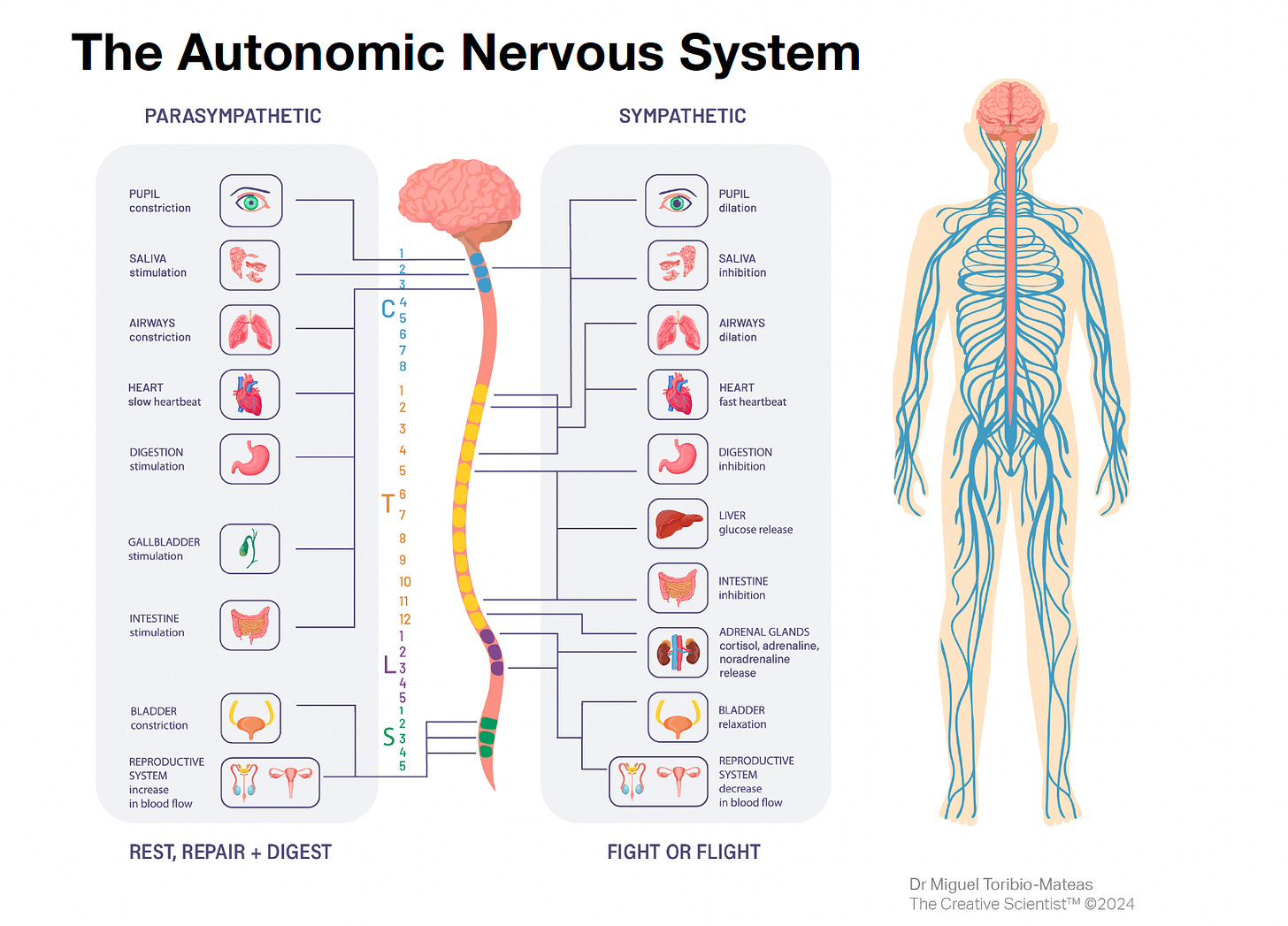 Diagram titled 'The Autonomic Nervous System,' illustrating the division into Parasympathetic (Rest, Repair + Digest) and Sympathetic (Fight or Flight) functions. The diagram shows a side-by-side comparison: On the left, the Parasympathetic functions are listed with icons, including pupil constriction, saliva stimulation, airways constriction, slow heartbeat, digestion stimulation, gallbladder stimulation, intestine stimulation, bladder constriction, and increased blood flow to the reproductive system. On the right, the Sympathetic functions are presented, featuring pupil dilation, saliva inhibition, airway dilation, fast heartbeat, digestion inhibition, liver glucose release, intestine inhibition, release of cortisol and adrenaline from the adrenal glands, bladder relaxation, and decreased blood flow to the reproductive system. The diagram also shows a human silhouette with nerves extending from the brain and spinal cord, highlighting the connections between the central nervous system and these bodily functions.