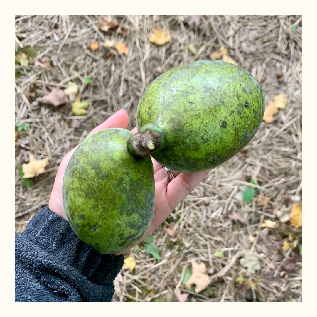 An open palm holding conjoined two pawpaws, attached at the stem.