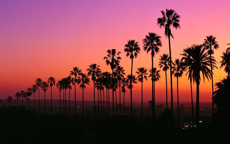 Palm Trees in Los Angeles