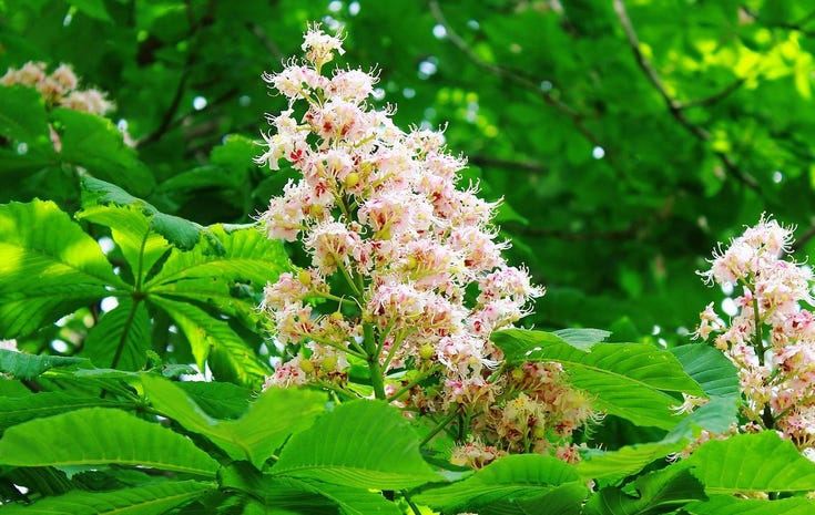 Contenu de l’article