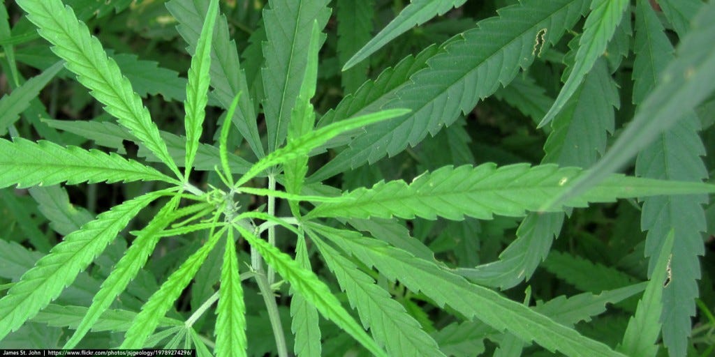 Marijuana-James-St-John Marijuana-James-St-John