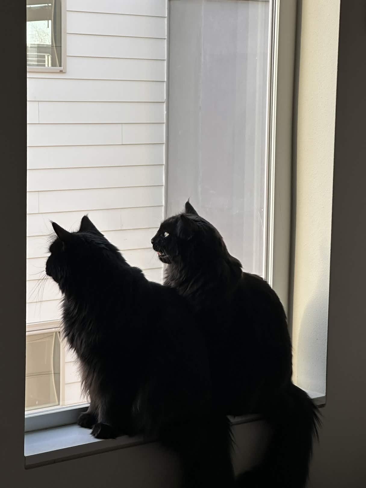 two fluffy black cats sit on a windowsill, looking outside. One has his mouth open.