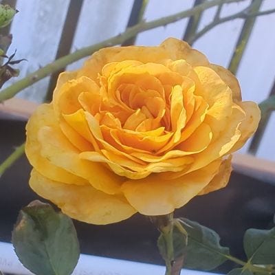 Yellow and Pink Roses