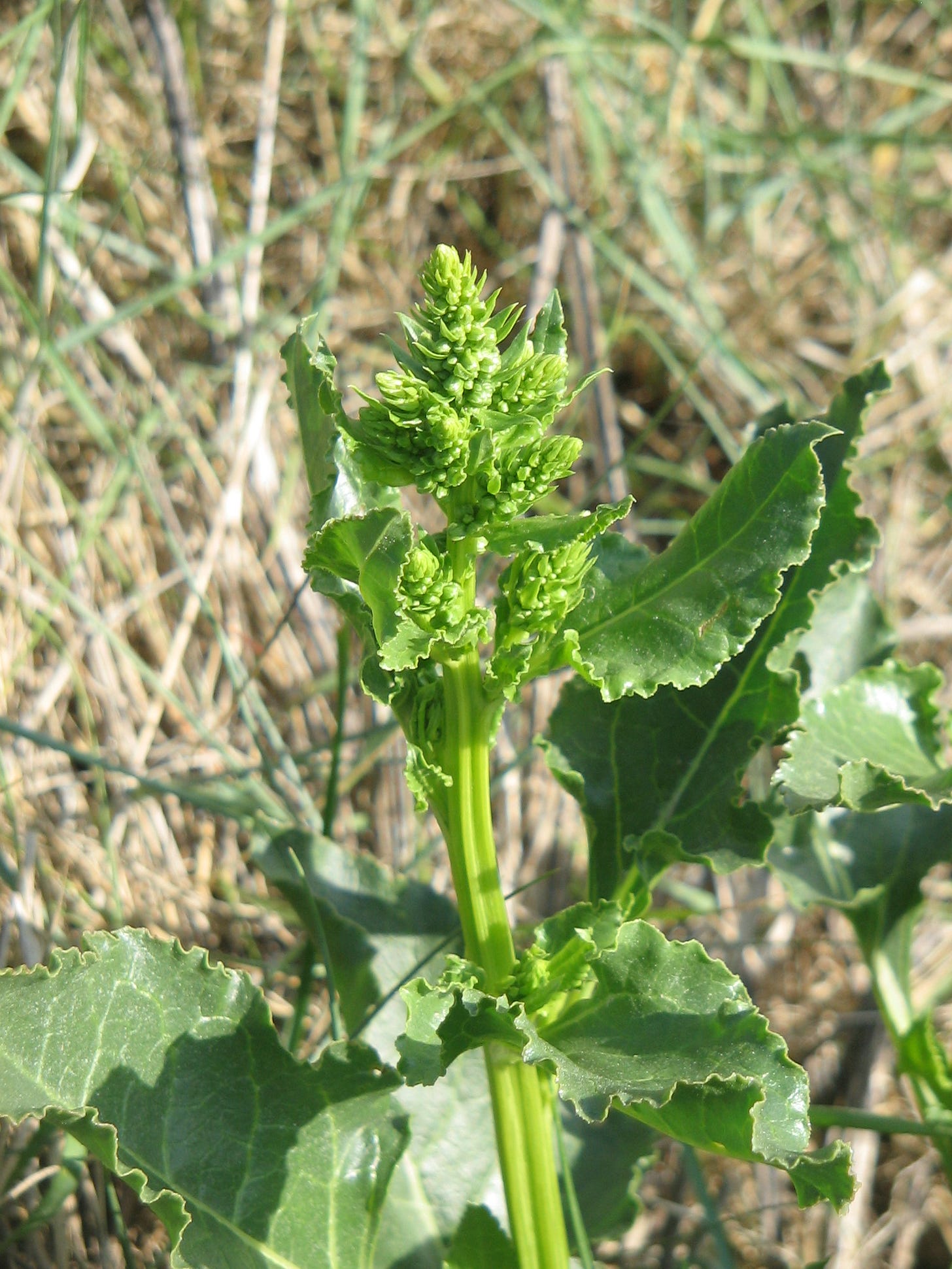 Sea beet - Wikipedia