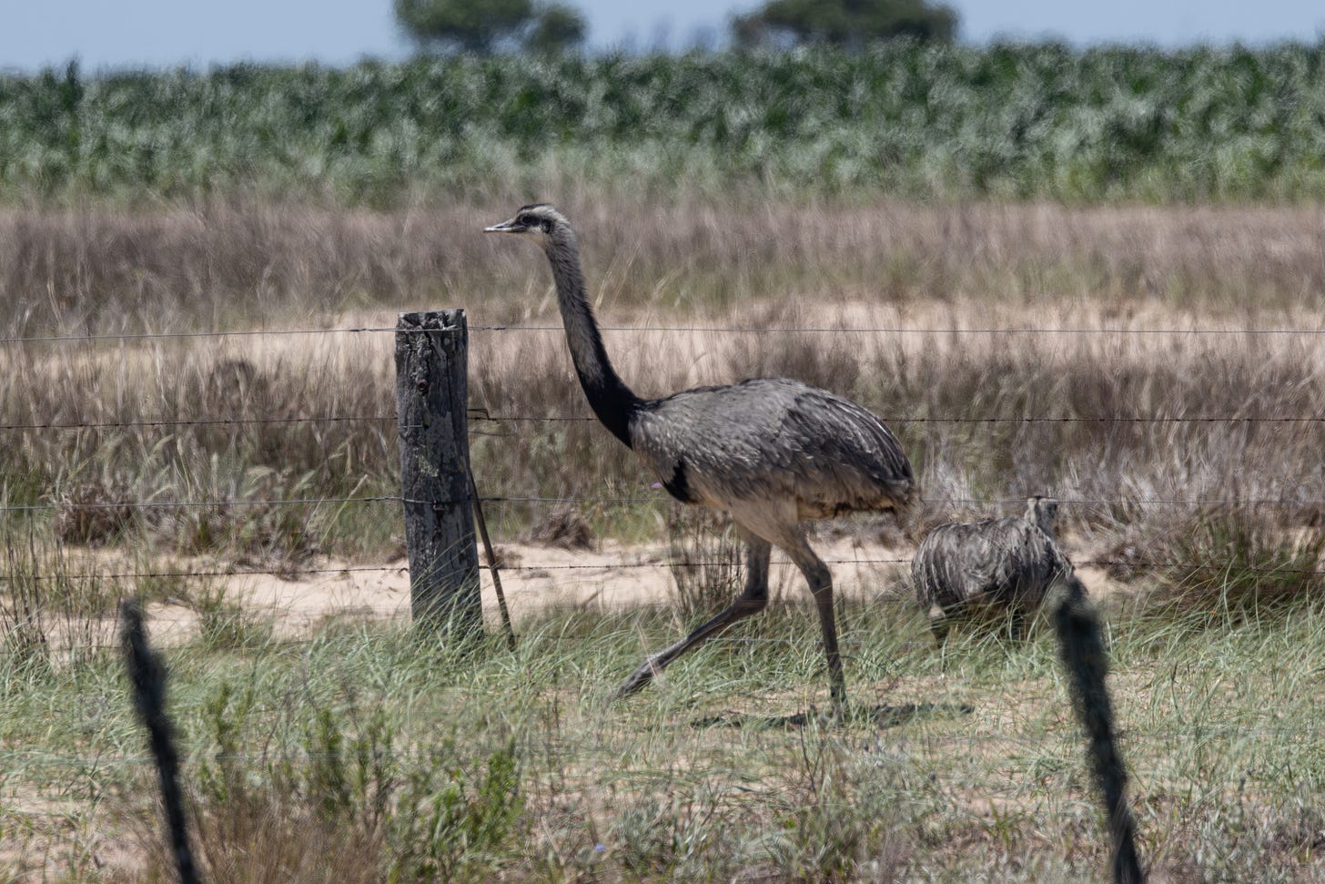 a tall ostrich-shaped gray bird running to the left in a grassy field in front of tall crops and behind a fence.