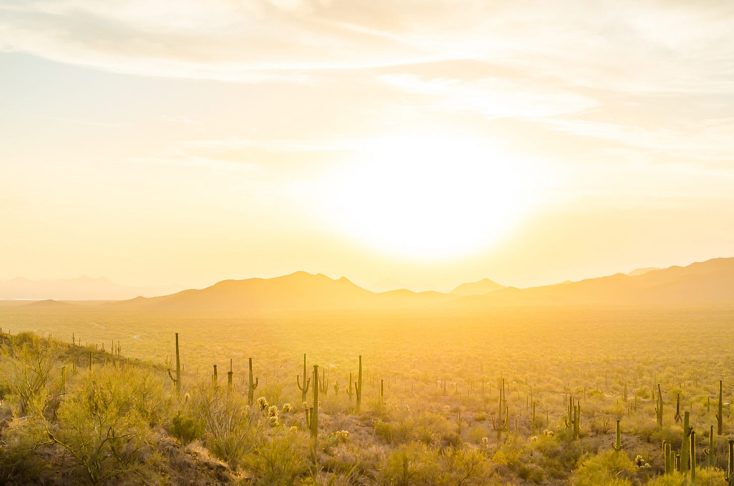 A desert landscape covered in golend sunset light and saguaro cactus.