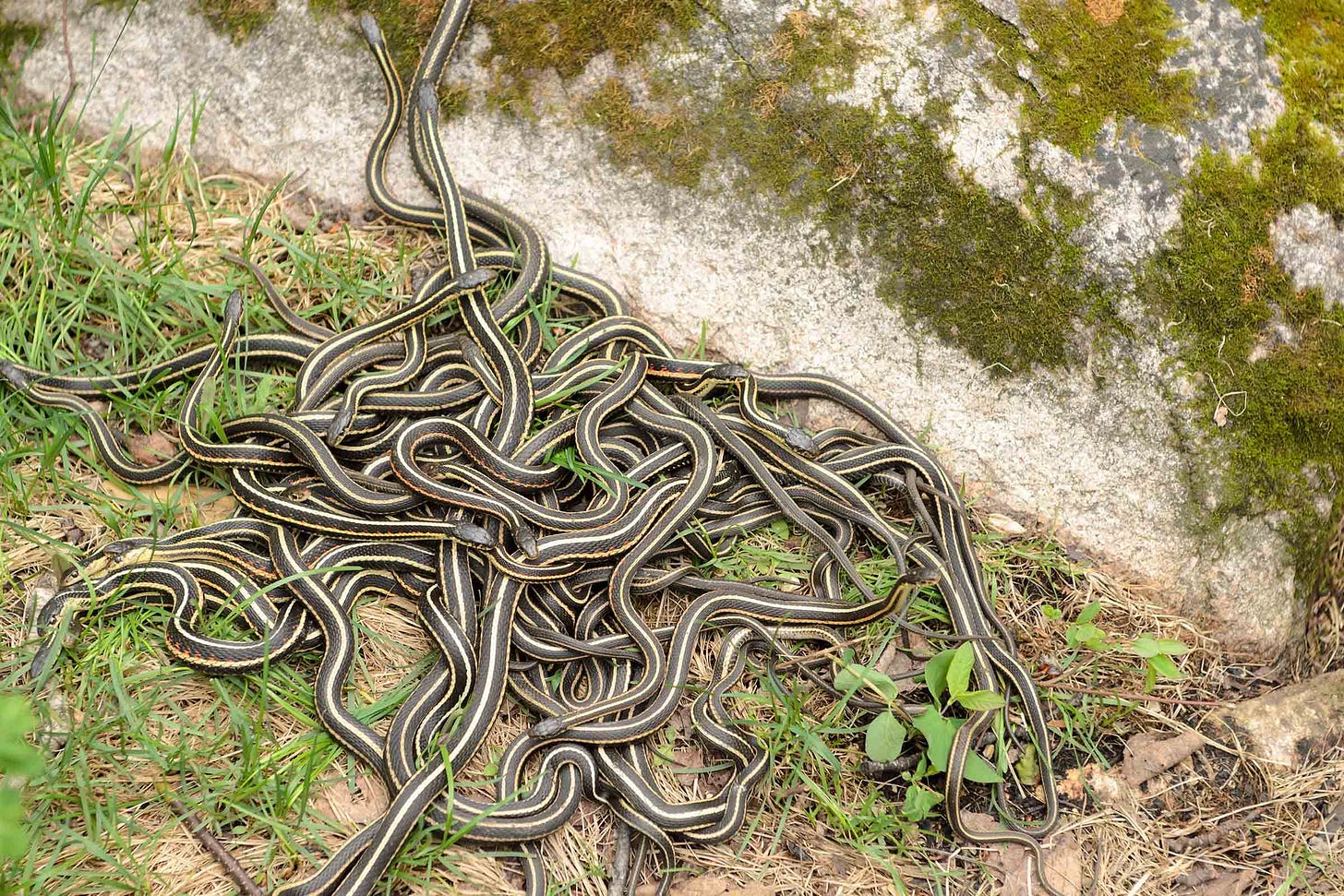 Snake Nest Removal - OMNIS Pest Control