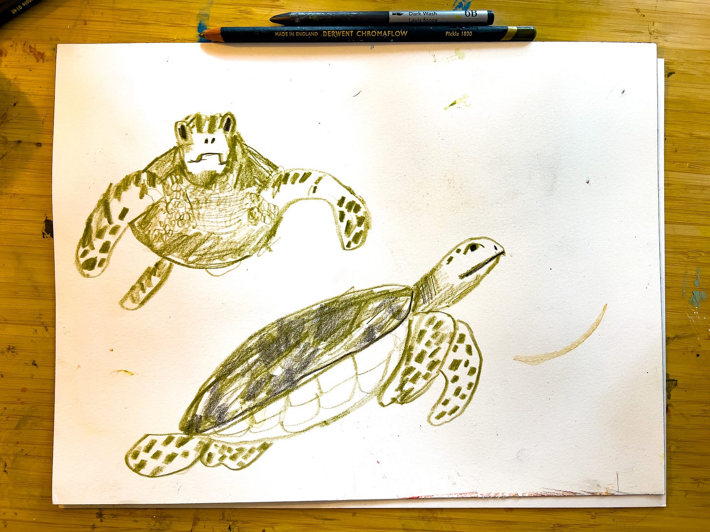 sea turtle sketches by Beth Spencer sea turtle sketches by Beth Spencer