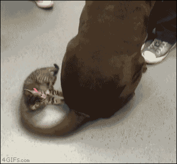 SugarSpiceEverythingNice@groups.io | funny animal gifs
