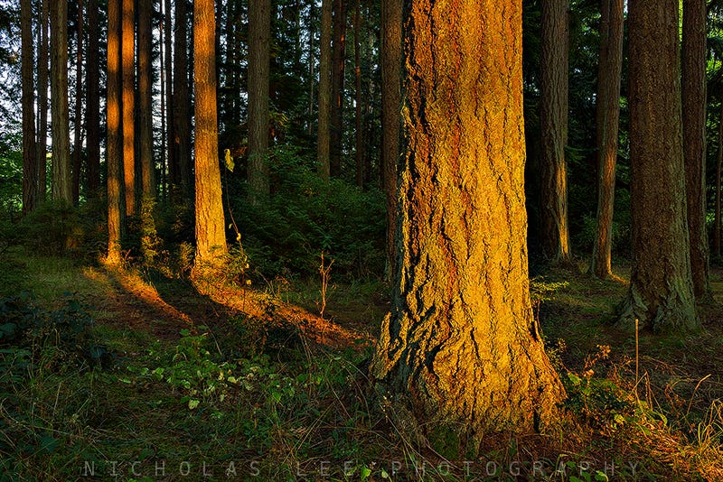 nature mindfulness