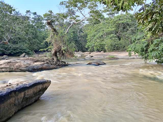 A flowing river surrounded by trees A flowing river surrounded by trees