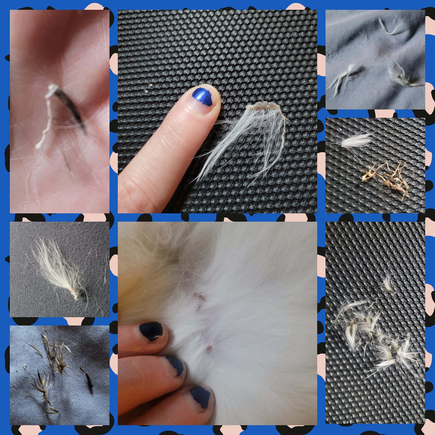 An eight image collage of various burrs, scabs, and tar bits that have fallen off or been worked out of the cat's fur. An eight image collage of various burrs, scabs, and tar bits that have fallen off or been worked out of the cat's fur.