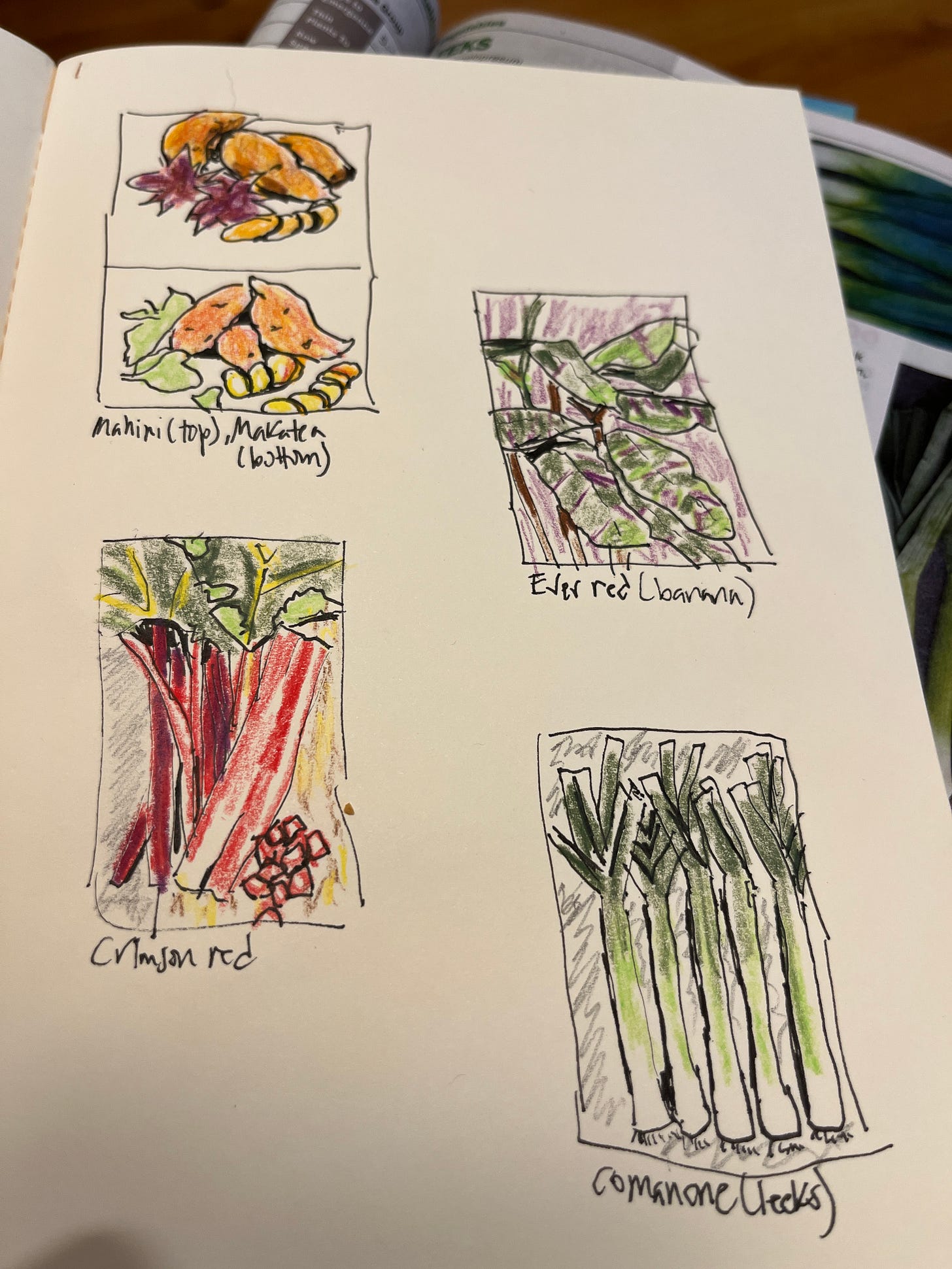 Sketchbook page with some sweet potatoes, banana plant leaves, rhubarb and leeks