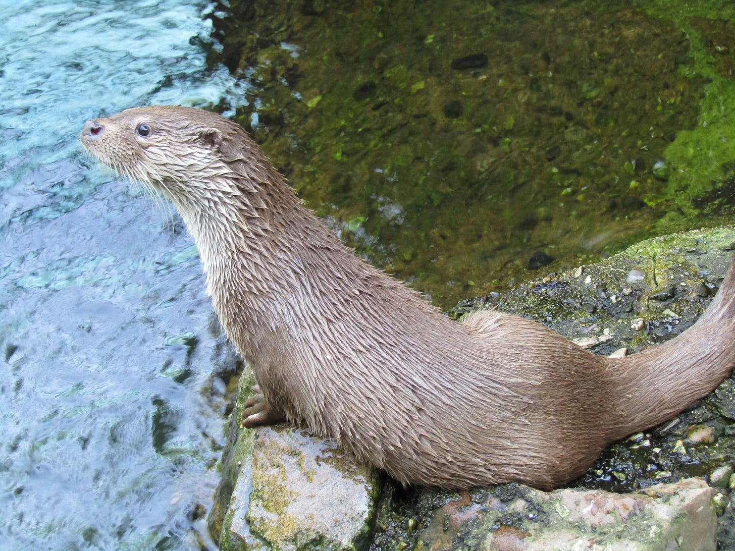An Eurasian river otter stands over a rock close by a shallow body of water, looking up with an adorable face. An Eurasian river otter stands over a rock close by a shallow body of water, looking up with an adorable face.