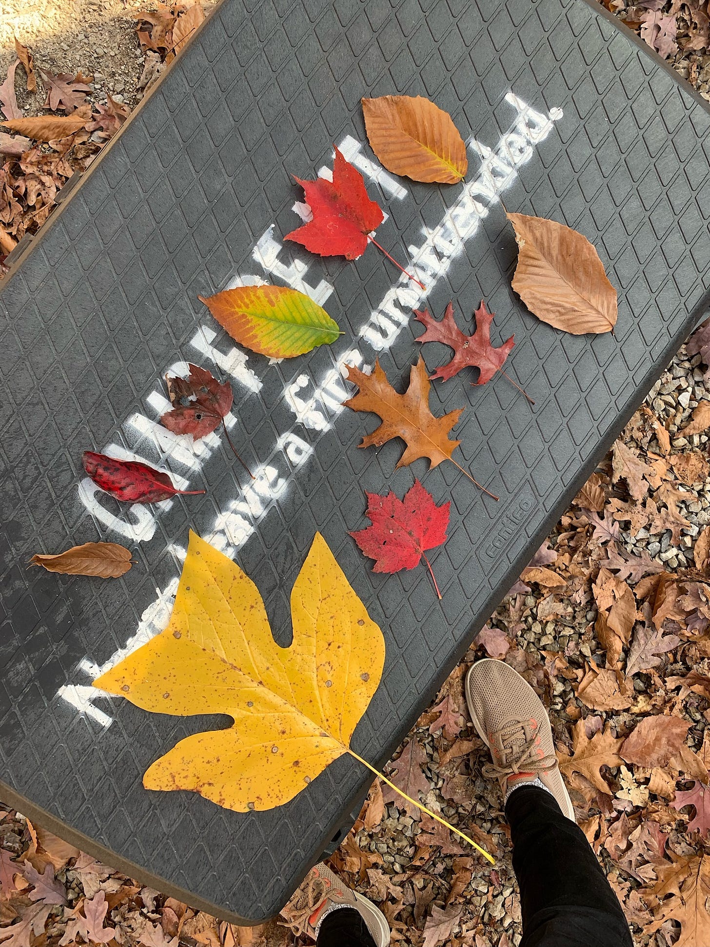 a grouping of autumn leaves arranged pleasingly by Kayla Stark a grouping of autumn leaves arranged pleasingly by Kayla Stark